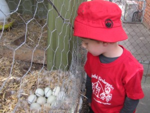 Isacc watching and waiting for the ducklings to arrive. 101017 002