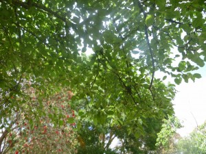 11.11.14 (133) (1024x768)