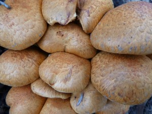 10407759_1436619446644856_3152434224462570803_n