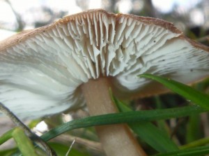 10981601_1436619656644835_4091115453050810040_n