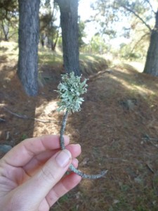 11219061_1436267246680076_2345204989021857953_n