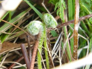 11231040_1436619499978184_1491249440516437709_n