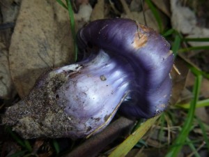 11246022_1436618509978283_9079977860962520349_n