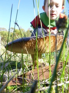 11257066_1436265566680244_6340555444013802508_n