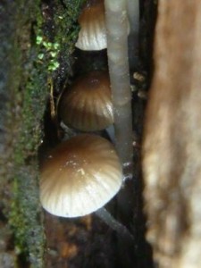 11266455_1436619609978173_600918444066193891_n