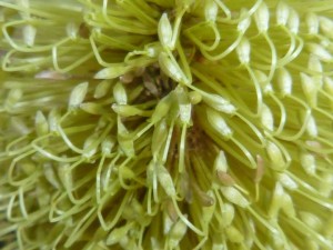 11351463_1436619063311561_1877718118699098512_n